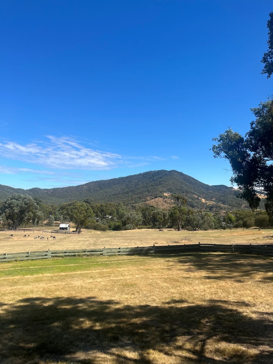 Paddock+with+Animals