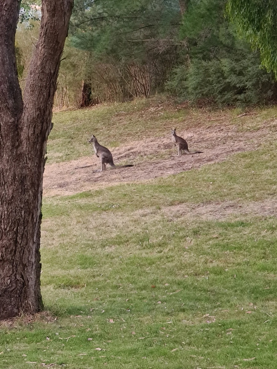 Roos